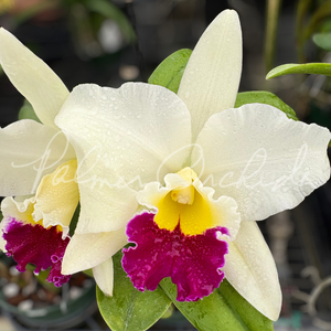 テラノバ サクラ＆グリーンティ EDC120ml 稀少 入手困難Hawaii Rth. Hawaii Island Mint — Palmer Orchids